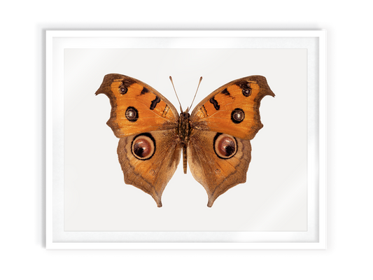 Brown Eyes (Junonia Almana)