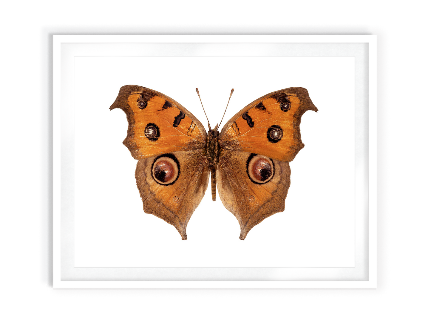 Brown Eyes (Junonia Almana)