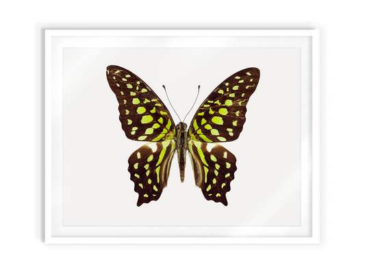 Chartreuse (Graphium Agamemnon)