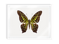 Chartreuse (Graphium Agamemnon)