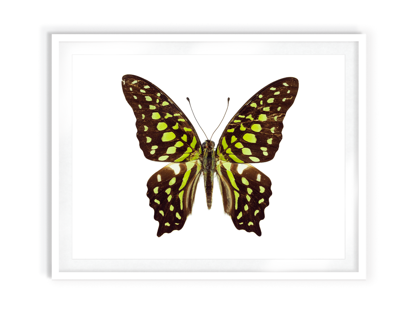 Chartreuse (Graphium Agamemnon)