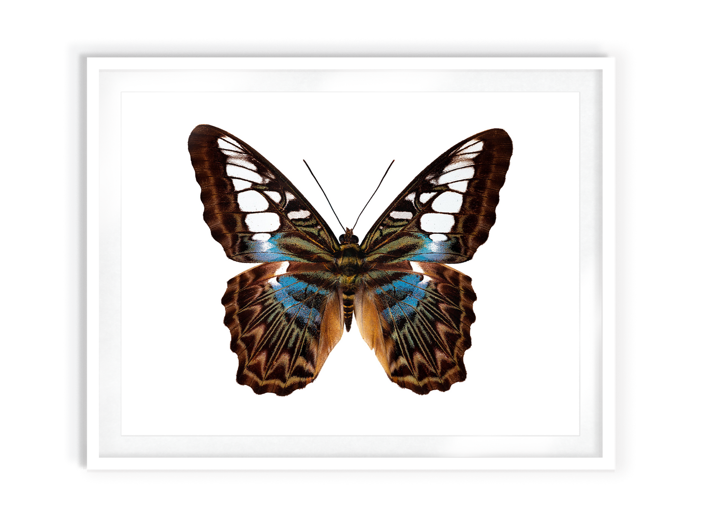 Chrysler (Parthenos Sylvia)