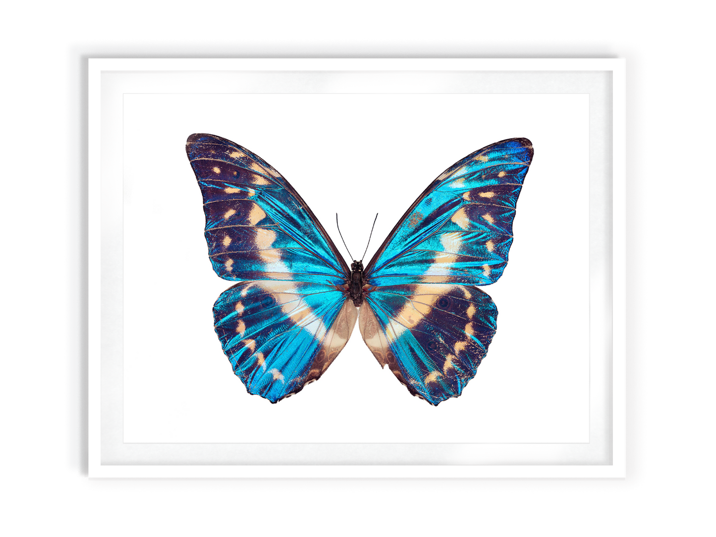 Cobalt Morpho (Morpho Cypris)