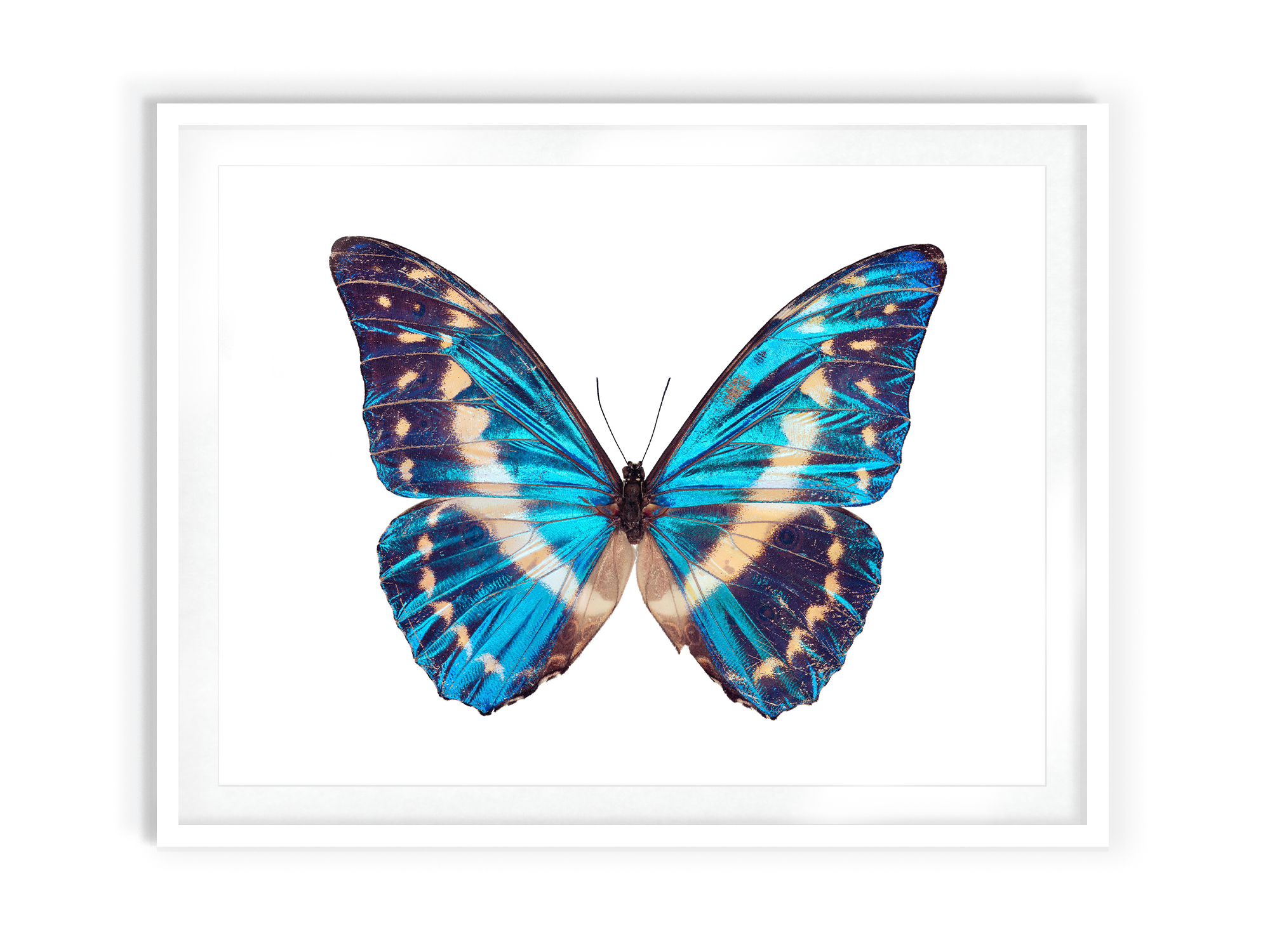 Cobalt Morpho (Morpho Cypris) | Guimuse Butterfly Prints 🦋