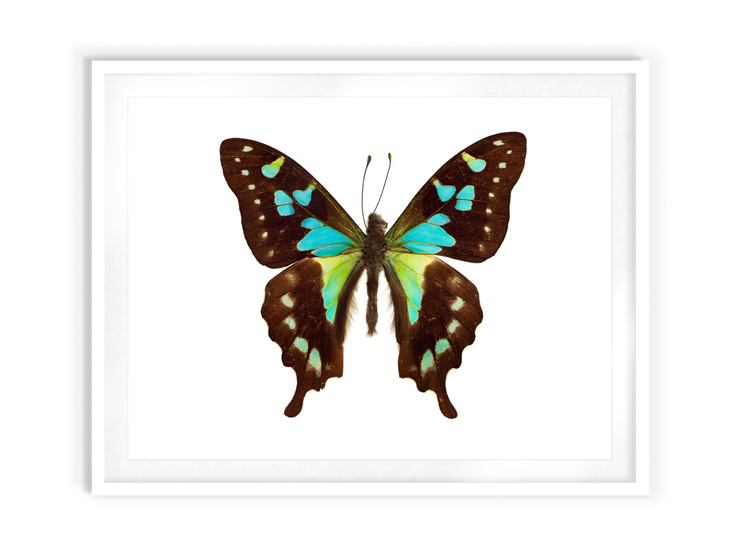 Monet (Graphium Stresemanni)