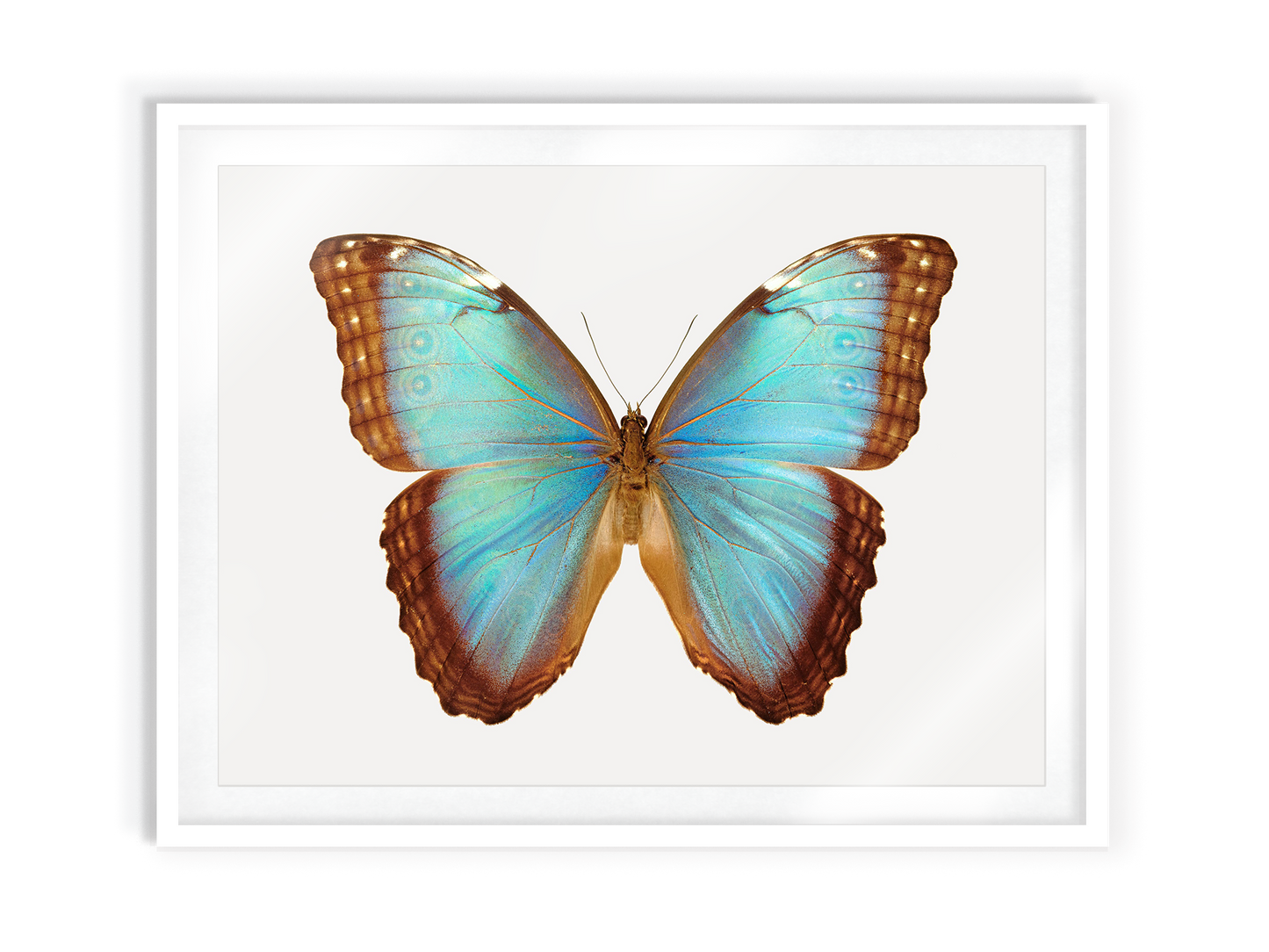 Pale Blue Morpho (Morpho Peleides)