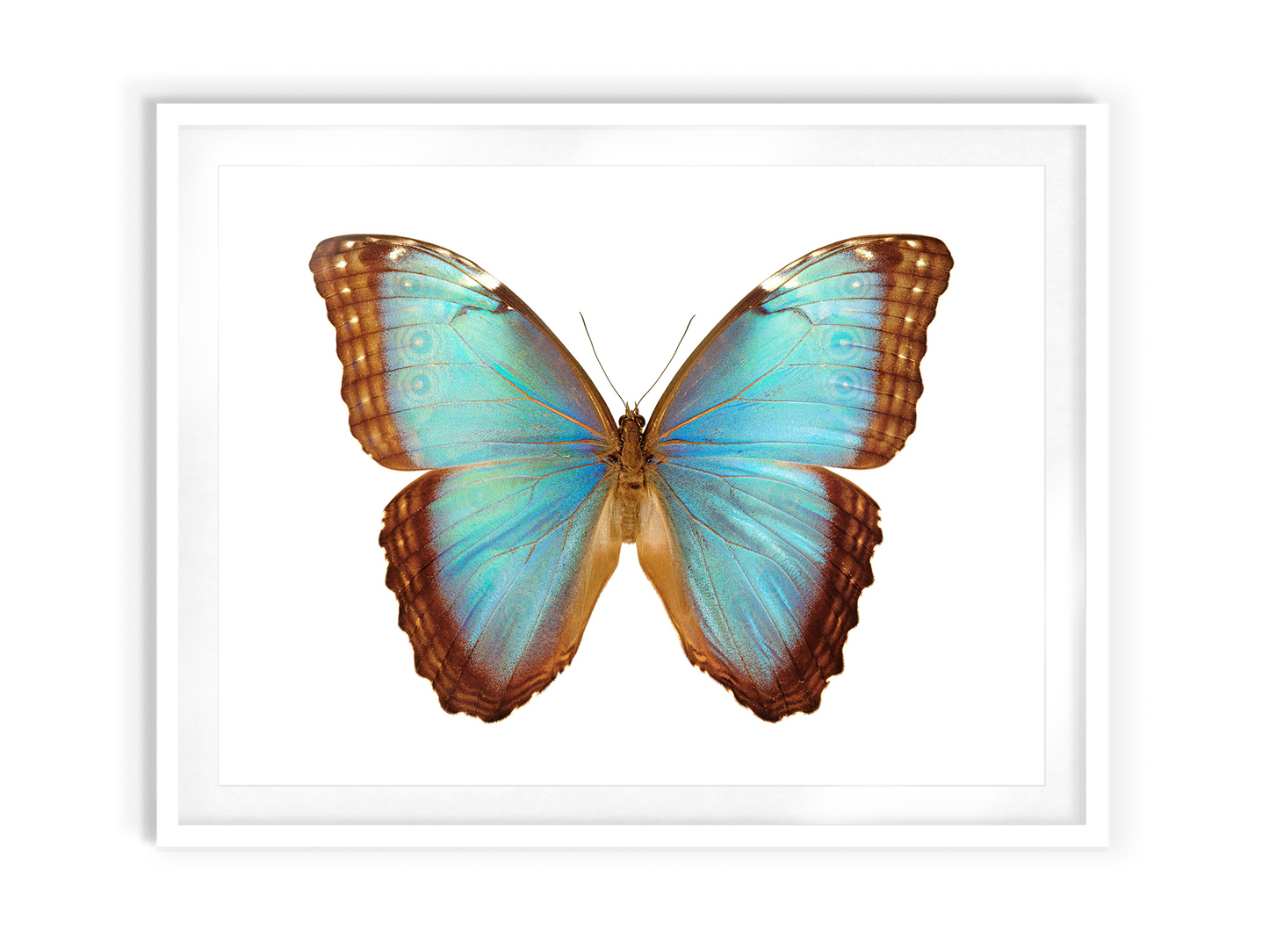 Pale Blue Morpho (Morpho Peleides)