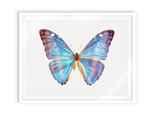 Queen Morpho (Morpho Adonis)