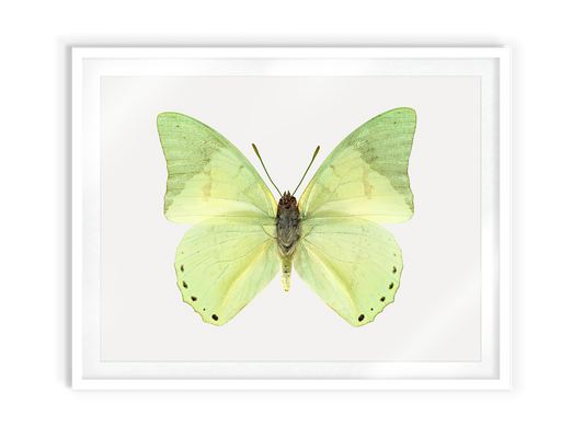 Spring (Ornate Green Charaxes)