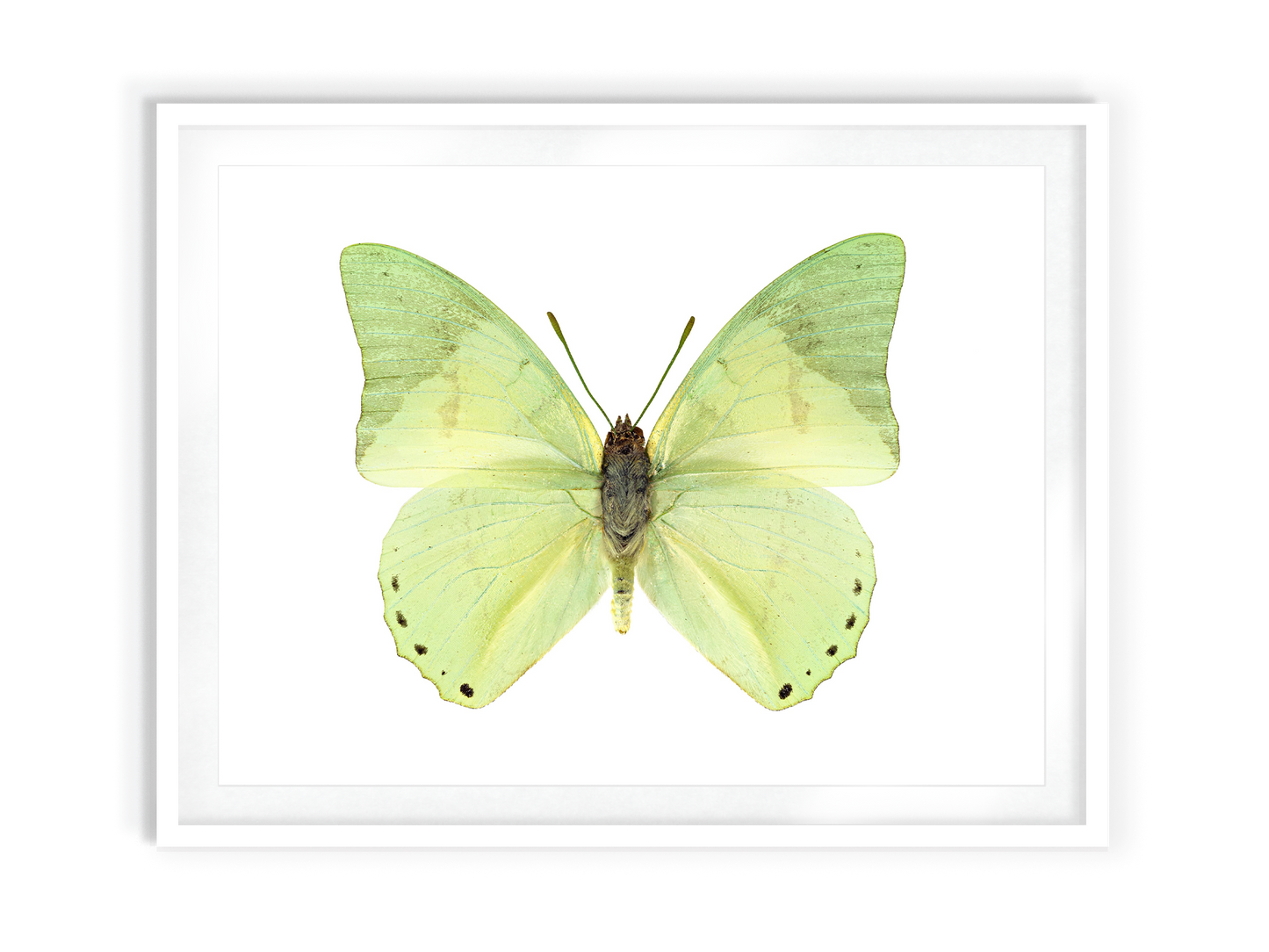 Spring (Ornate Green Charaxes)