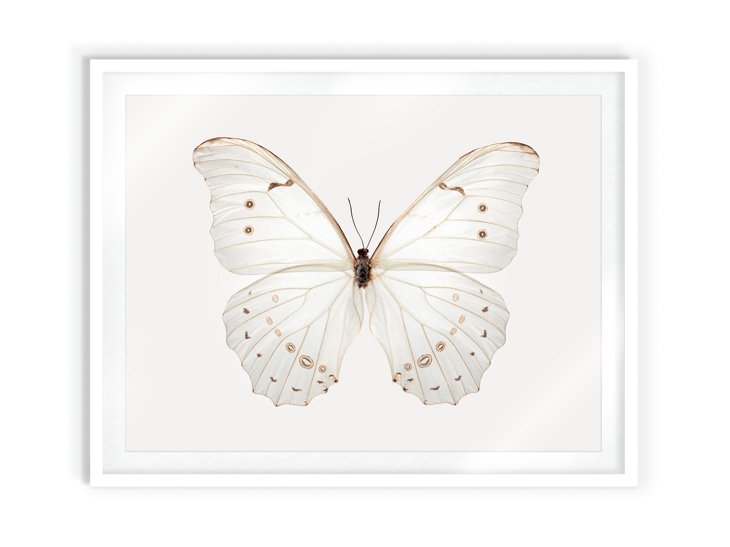 White Morpho (Morpho Polyphemus)