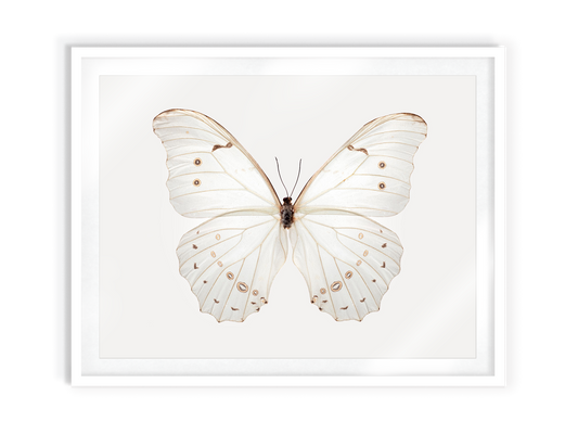 White Morpho (Morpho Polyphemus)