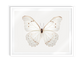 White Morpho (Morpho Polyphemus)