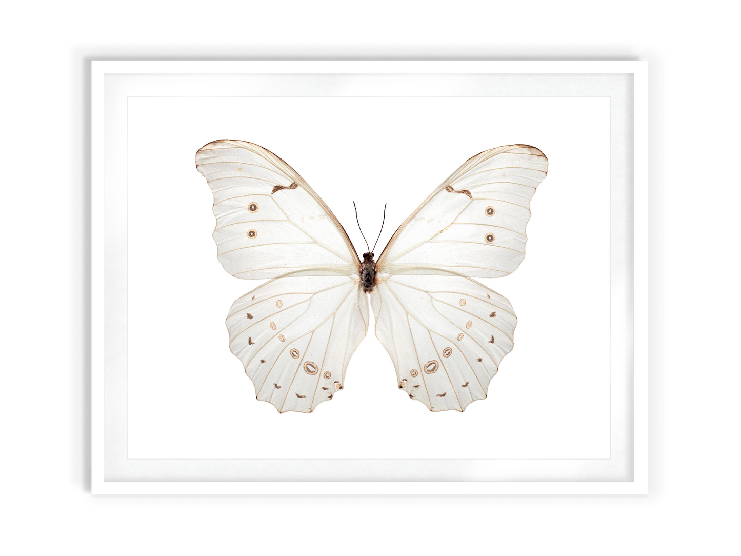 White Morpho (Morpho Polyphemus)