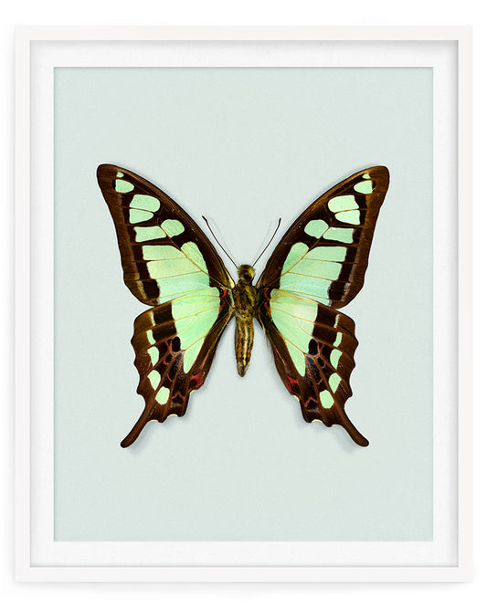 Glassy Bluebottle (Graphium cloanthus)