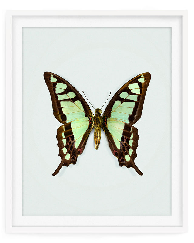 Glassy Bluebottle (Graphium Cloanthus)