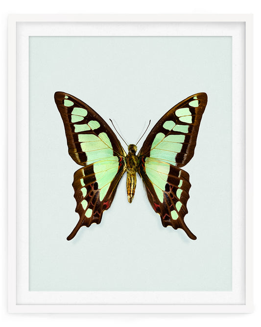 Glassy Bluebottle (Graphium cloanthus)