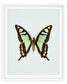Glassy Bluebottle (Graphium Cloanthus)