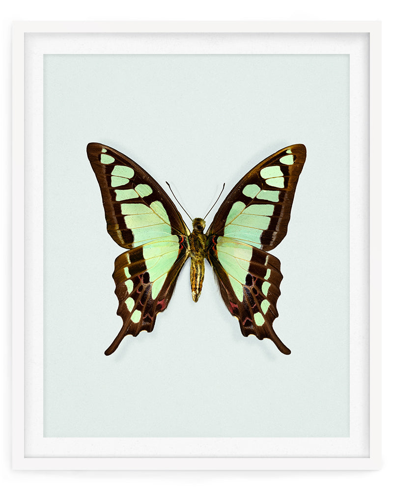 Glassy Bluebottle (Graphium Cloanthus)