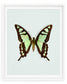Glassy Bluebottle (Graphium Cloanthus)