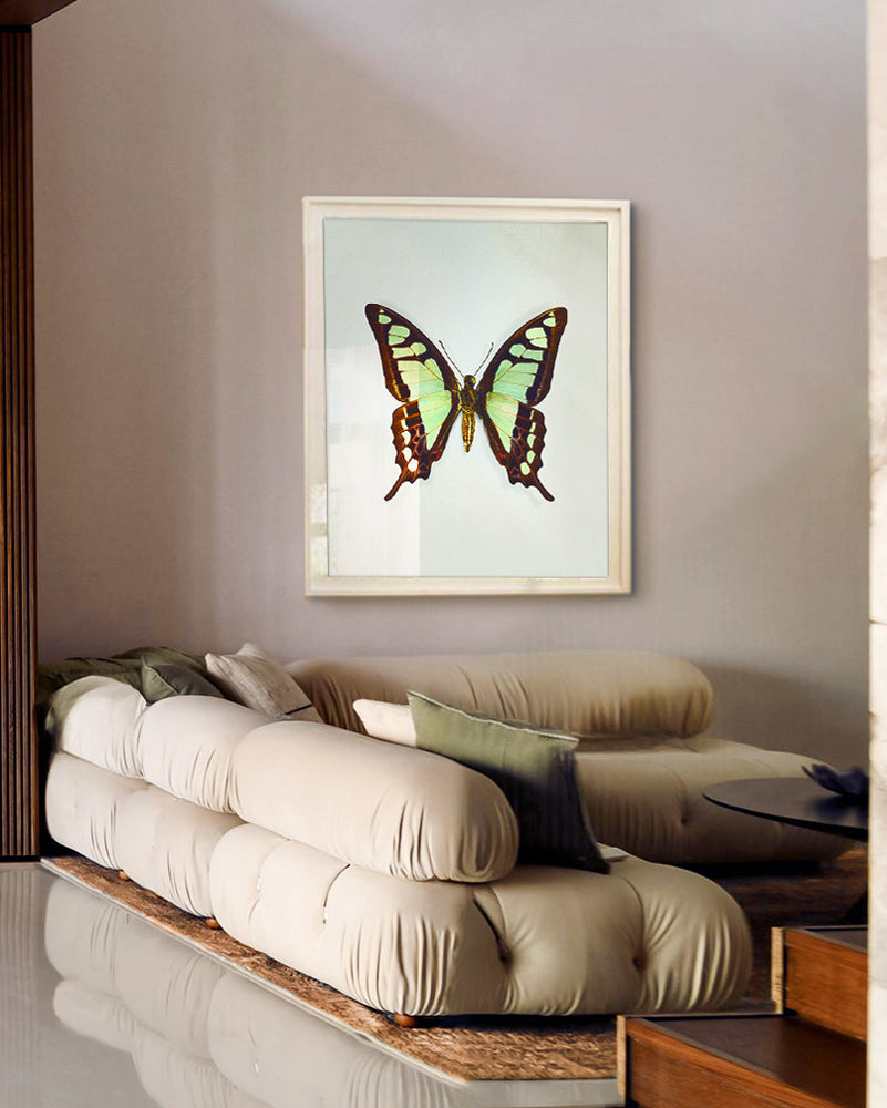Glassy Bluebottle (Graphium cloanthus)