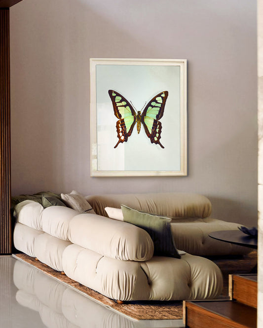 Glassy Bluebottle (Graphium cloanthus)