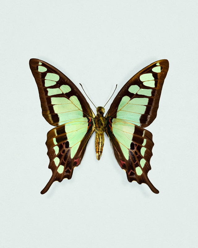 Glassy Bluebottle (Graphium Cloanthus)