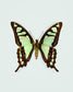 Glassy Bluebottle (Graphium Cloanthus)