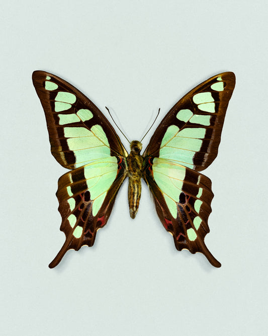 Glassy Bluebottle (Graphium cloanthus)