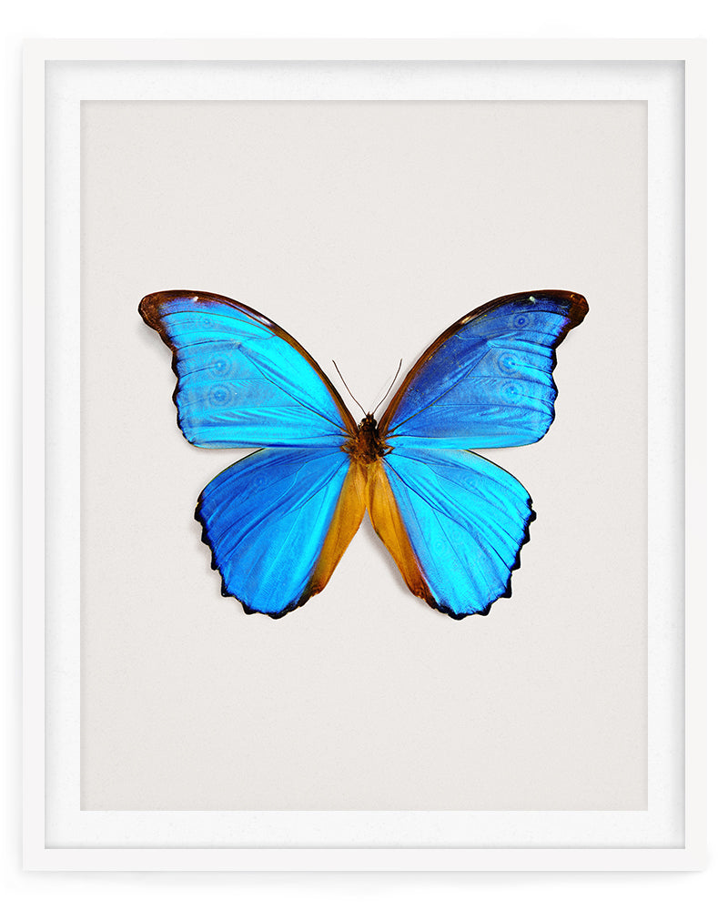 Great Morpho (Morpho Godarti)