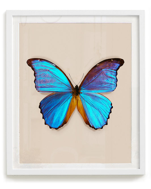 Great Morpho (Morpho godarti)
