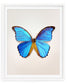 Great Morpho (Morpho godarti)