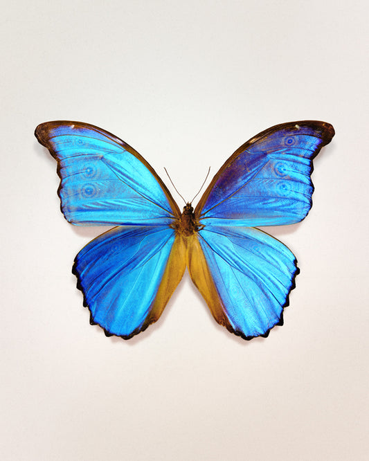 Great Morpho (Morpho godarti)