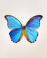 Great Morpho (Morpho godarti)