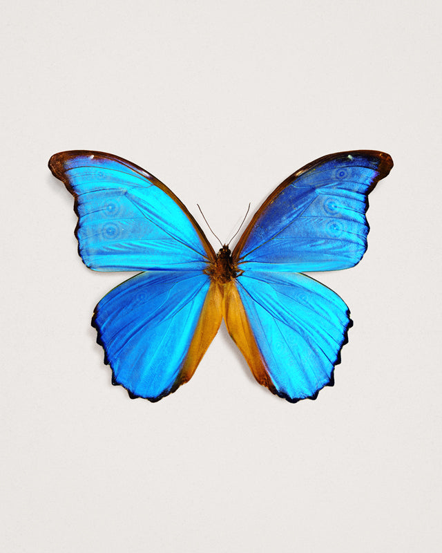 Great Morpho (Morpho Godarti)