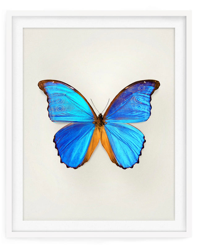Great Morpho (Morpho Godarti)