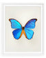 Great Morpho (Morpho Godarti)