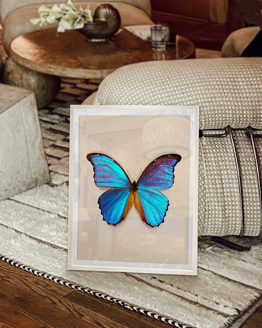 Great Morpho (Morpho godarti)