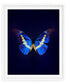 Helena (Morpho Helena)