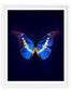 Helena (Morpho Helena)