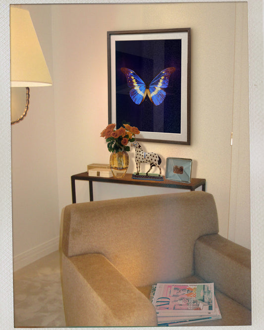 Helena (Morpho helena)