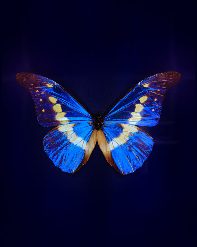 Helena (Morpho helena)