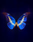 Helena (Morpho helena)