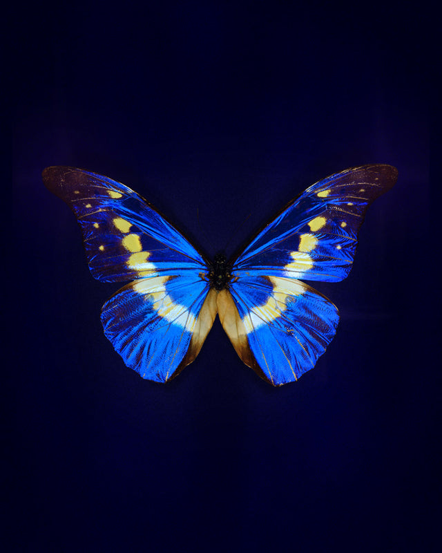 Helena (Morpho Helena)