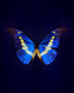 Helena (Morpho Helena)