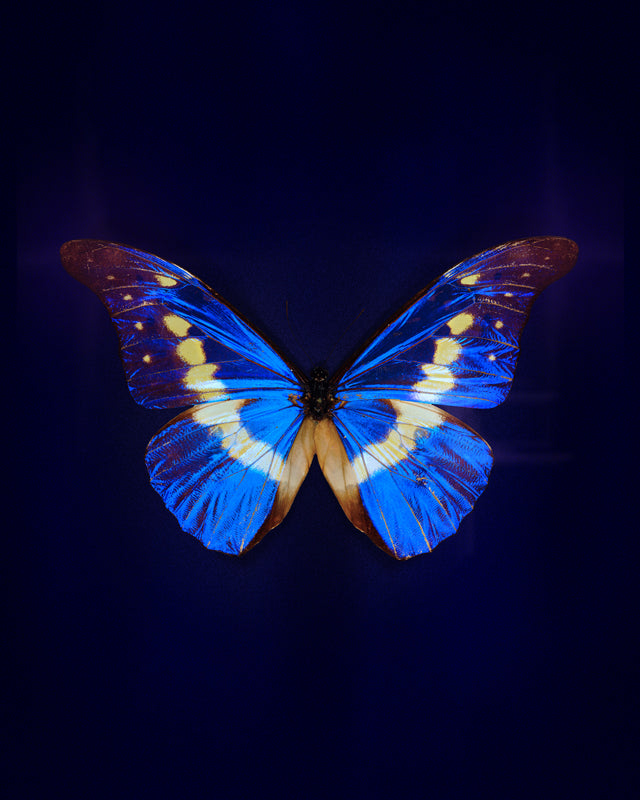 Helena (Morpho Helena)