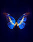 Helena (Morpho Helena)