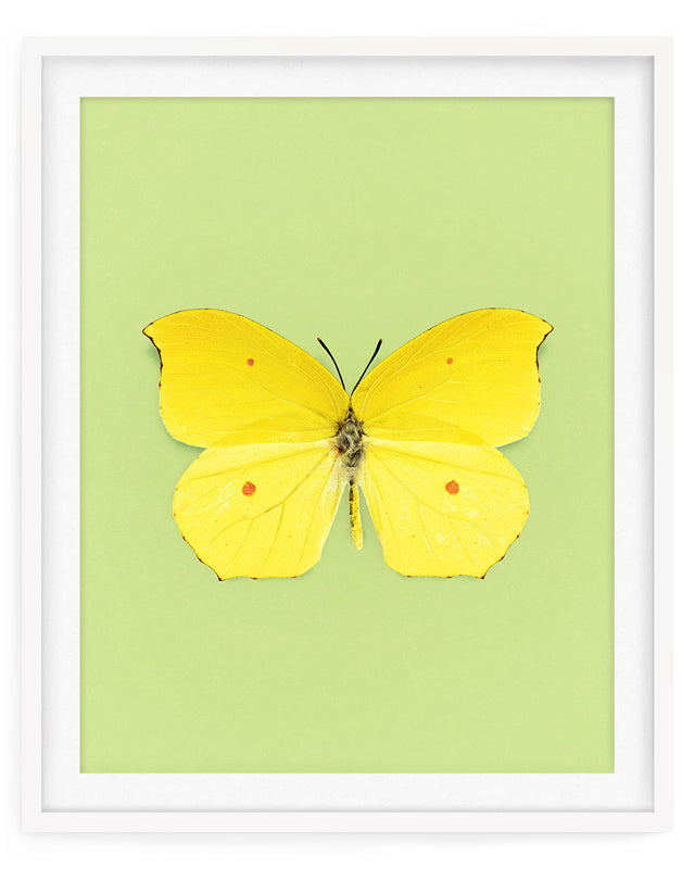 Limone (Gonepteryx Amintha)