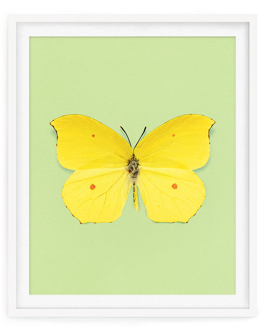 Limone (Gonepteryx amintha)
