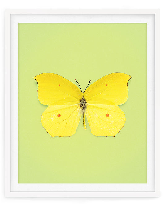 Limone (Gonepteryx Amintha)